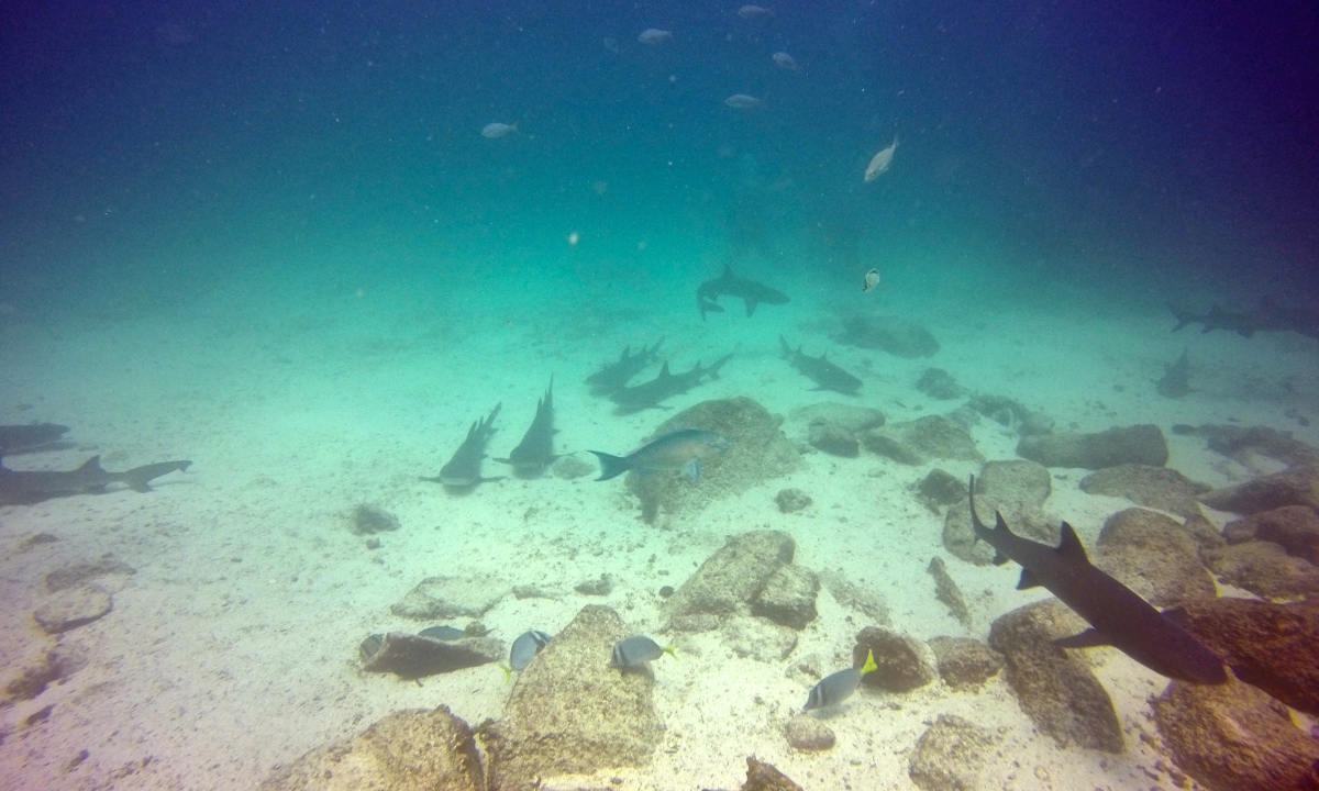 DCIM100GOPROGOPR0415.