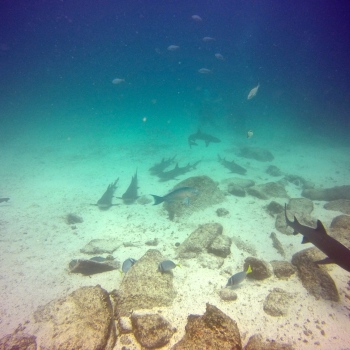 DCIM100GOPROGOPR0415.